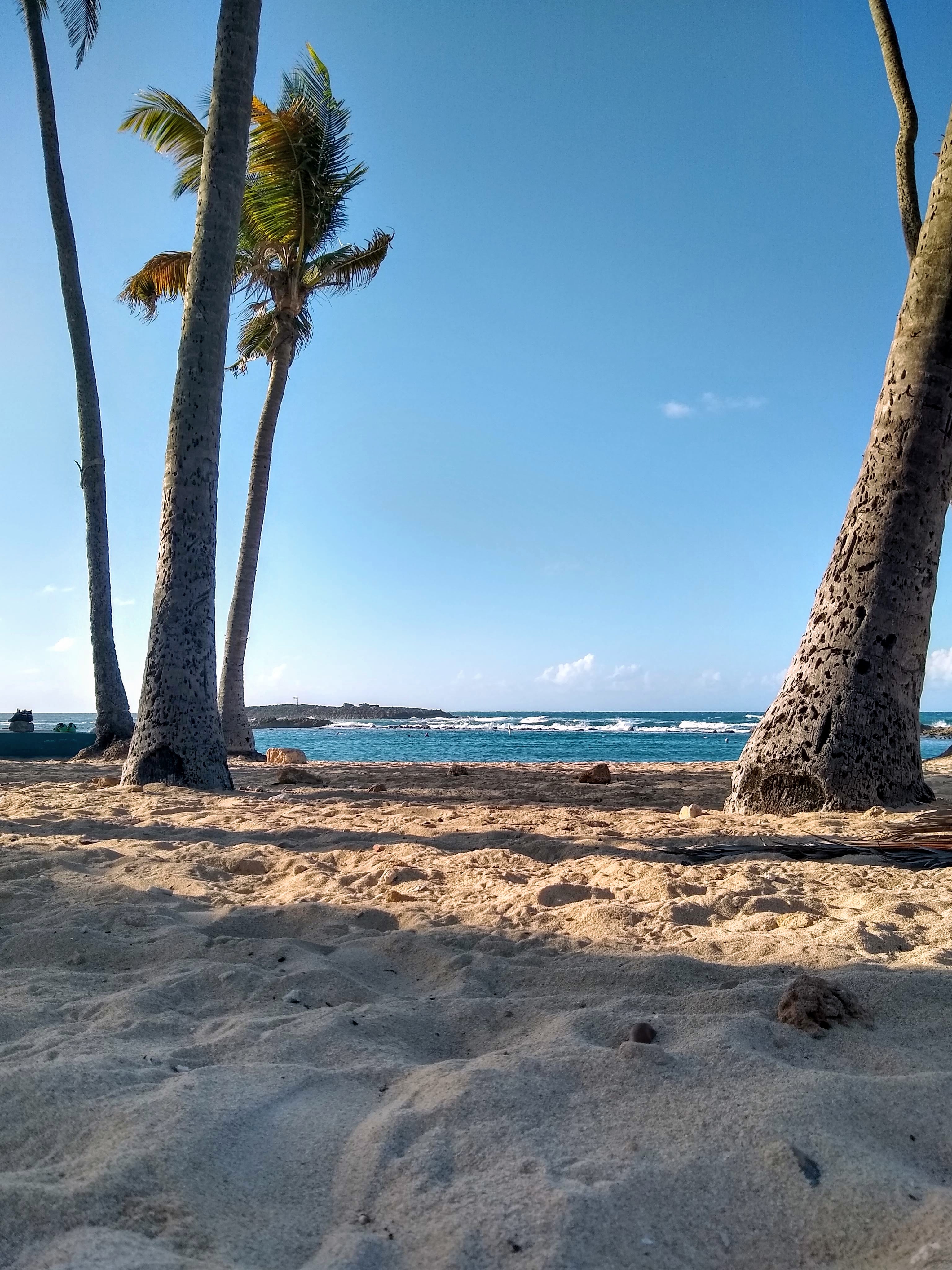 escambron trees and beach