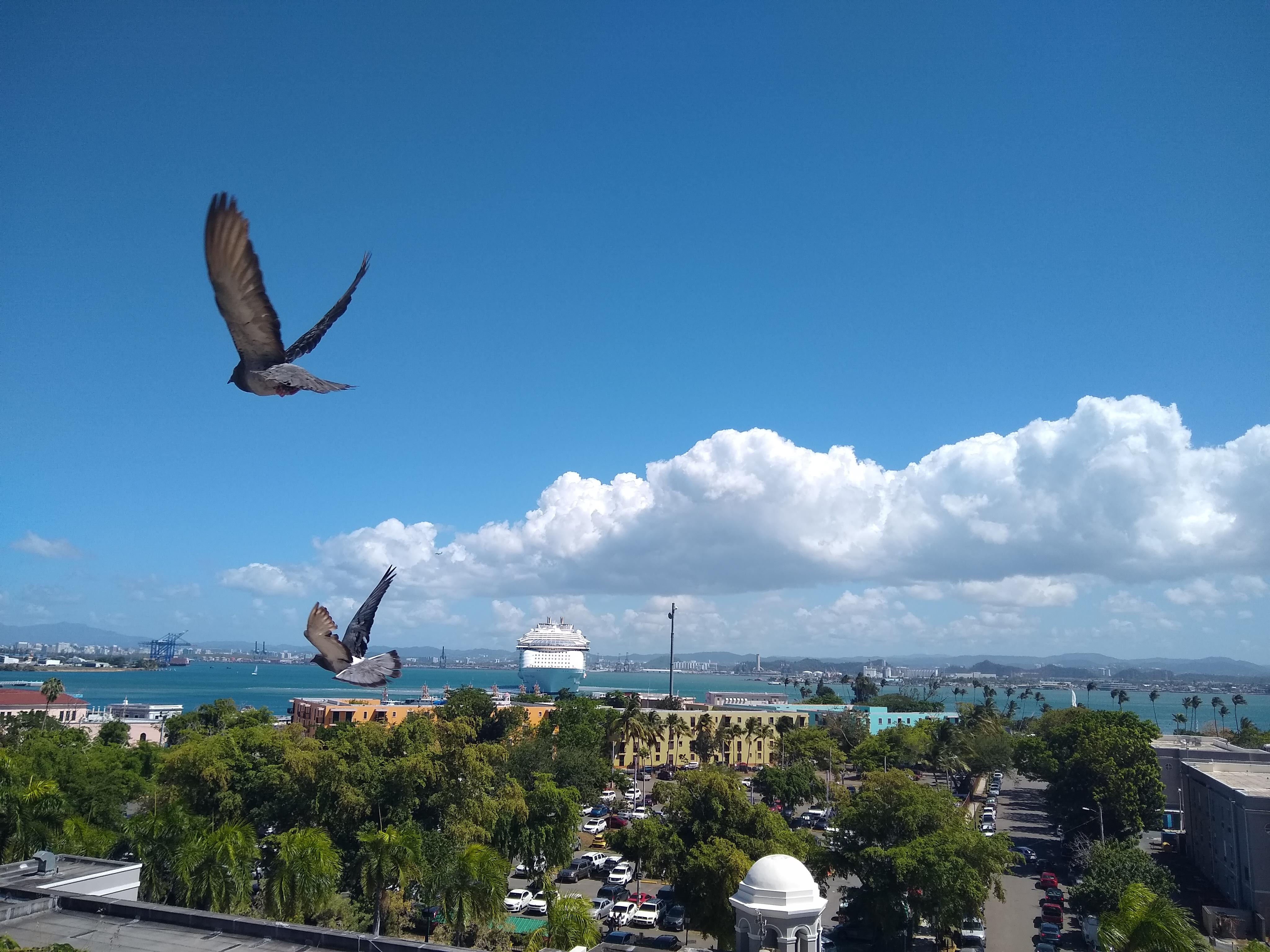 Pigeons Flying over Old San Juan